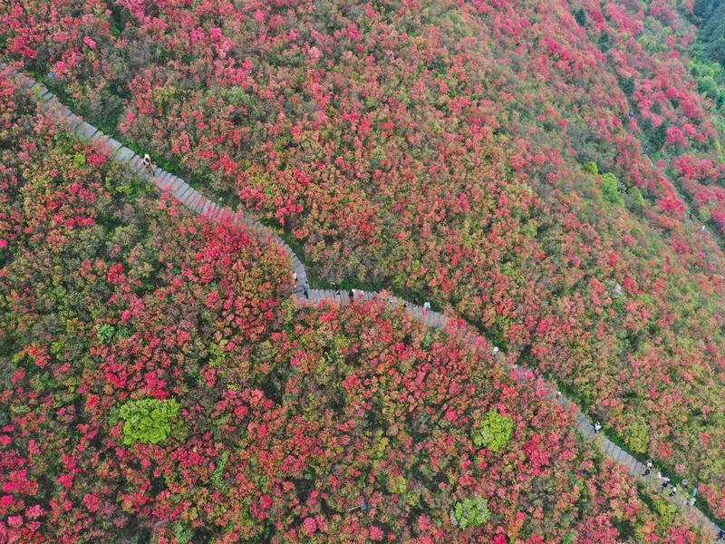 100-li Azalea National Forest Park in Guizhou