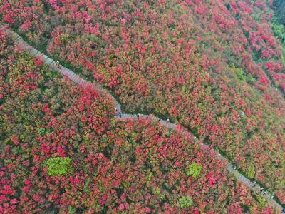 100-li Azalea National Forest Park in Guizhou