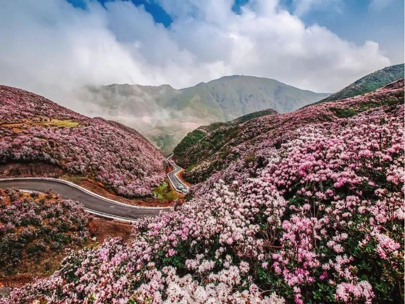 100-li Azalea Scenic Area in Guizhou